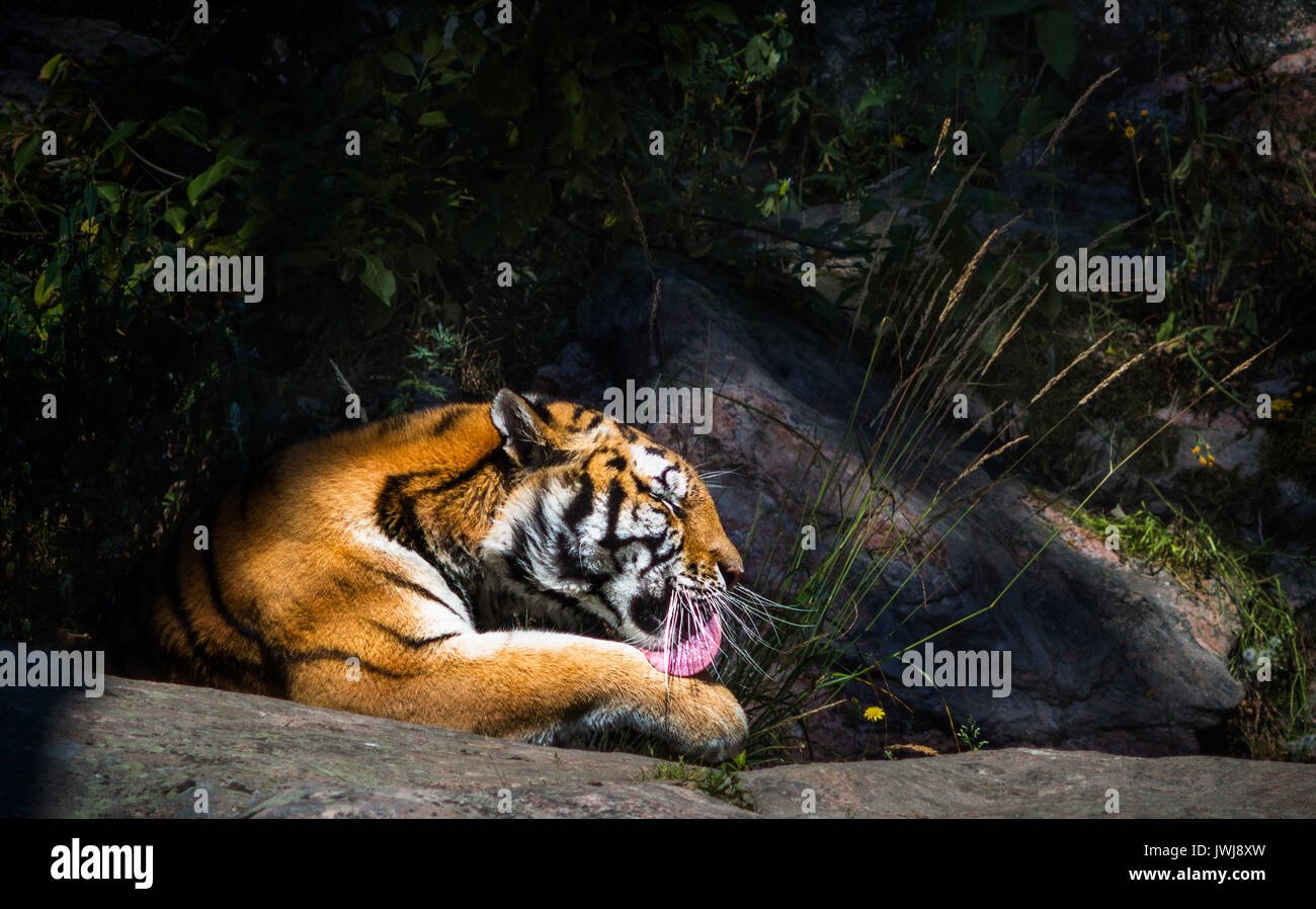 Lécher sa patte de tigre Banque D'Images