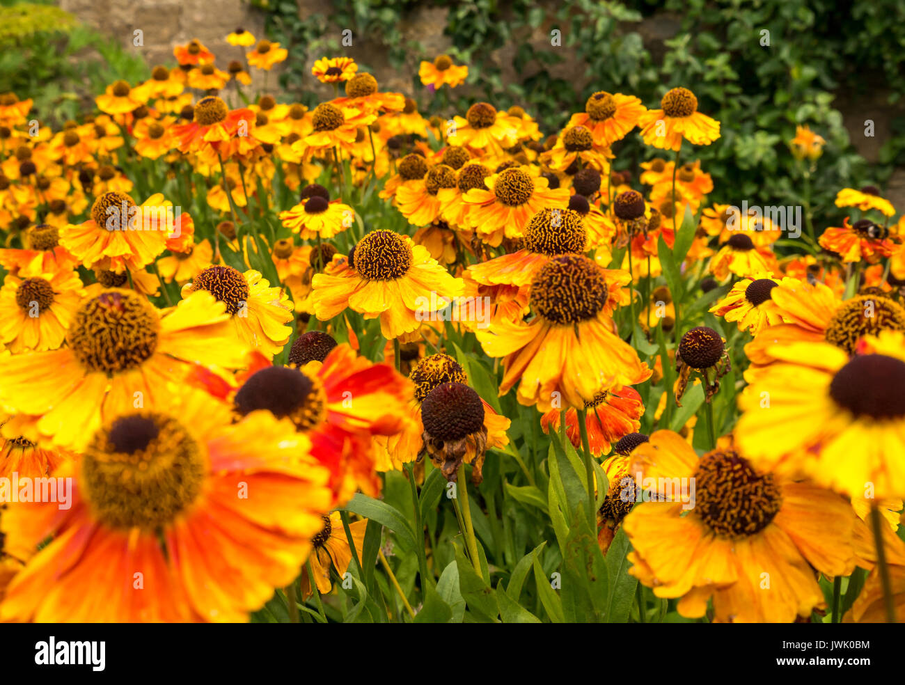 Fleurs orange vif de Helenium éternuement, le premier Flowerer de Sahin, avec bourdons, Lothian est, Écosse, Royaume-Uni Banque D'Images Fleurs orange vif de Helenium éternuement, le premier Flowerer de Sahin, avec bourdons, Lothian est, Écosse, Royaume-Uni Banque D'Images