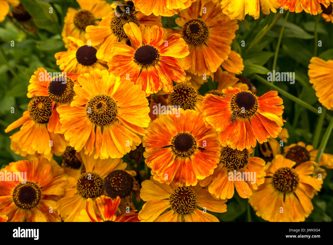 Fleurs orange vif de Helenium éternueed, premier Flowerer de Sahin, avec bourdon, Écosse, Royaume-Uni Banque D'Images Fleurs orange vif de Helenium éternueed, premier Flowerer de Sahin, avec bourdon, Écosse, Royaume-Uni Banque D'Images