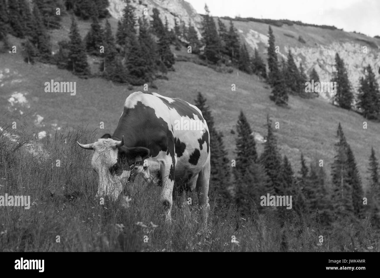 Vache solitaire le pâturage dans les Alpes B&W Banque D'Images