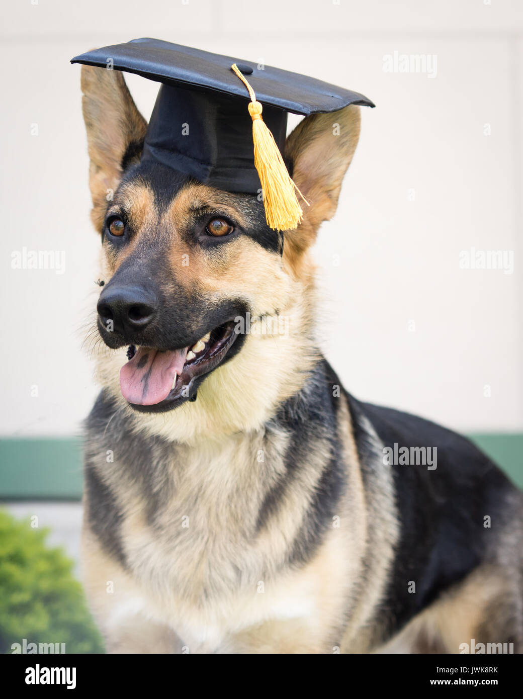 Un berger allemand portant une graduation cap noir avec un pompon jaune. Banque D'Images