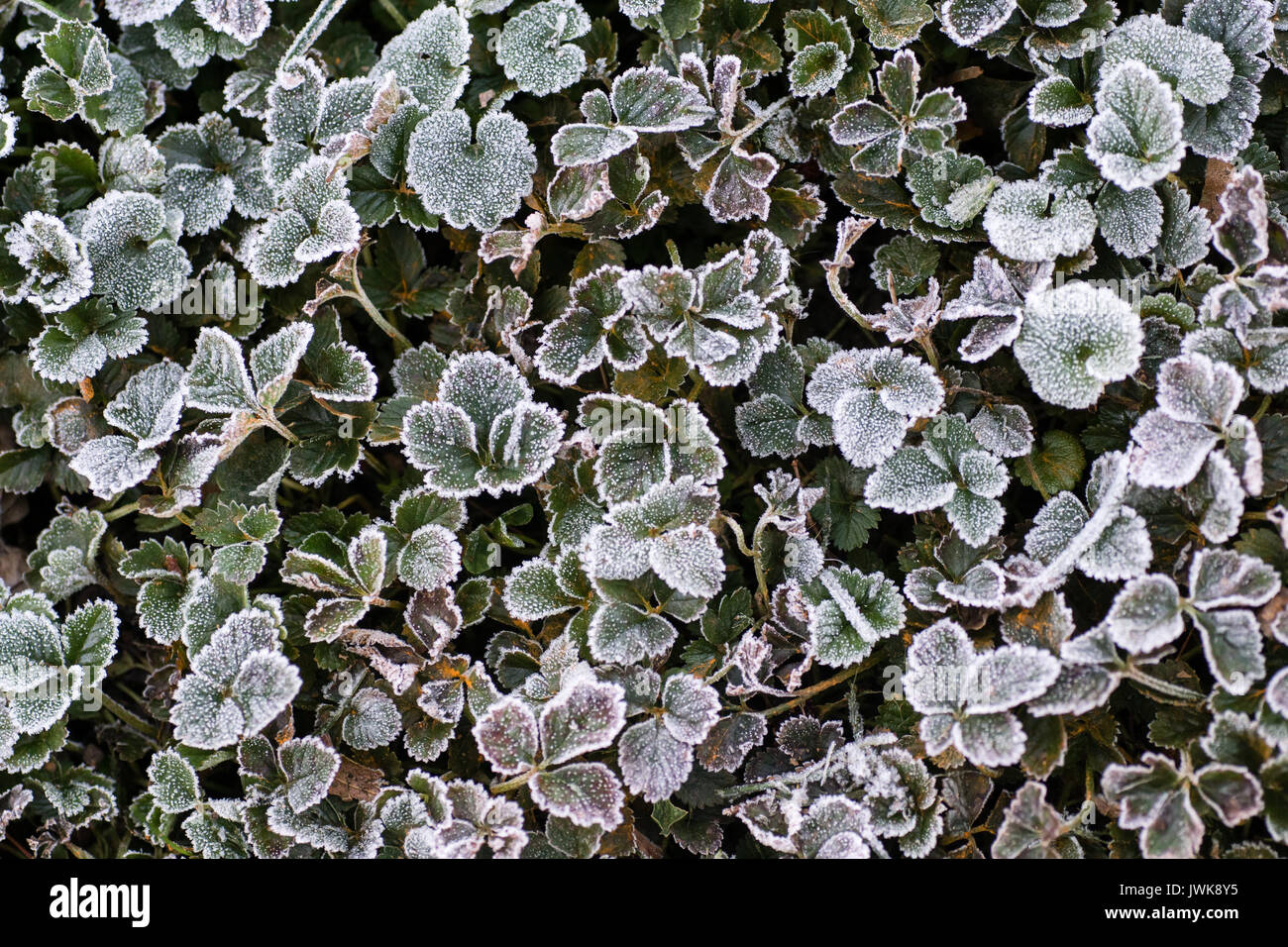 Feuilles d'une plante couvre-sol sont recouvertes de givre sur un matin d'hiver. Banque D'Images