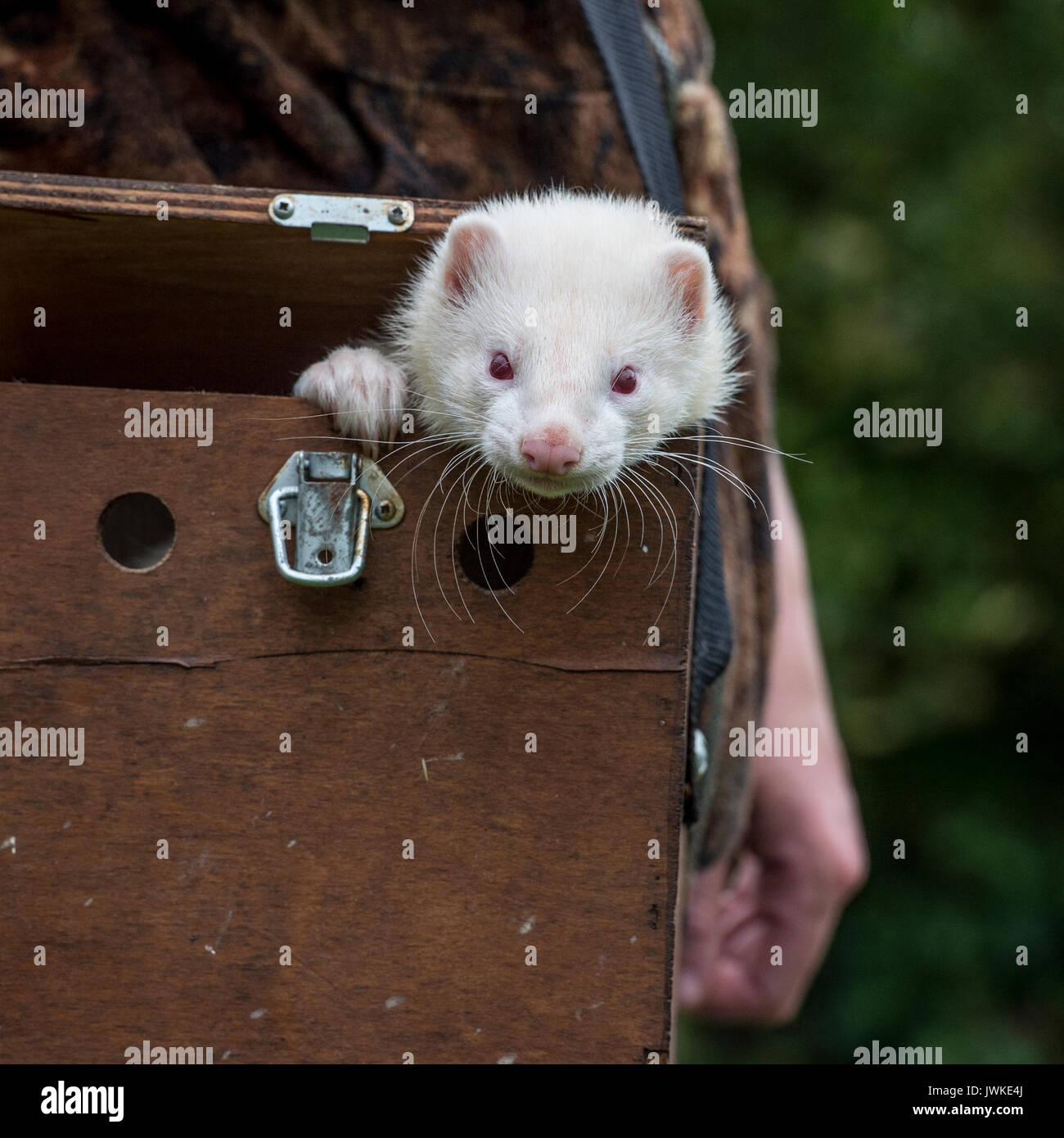 Furet de travail dans sa boîte Banque D'Images