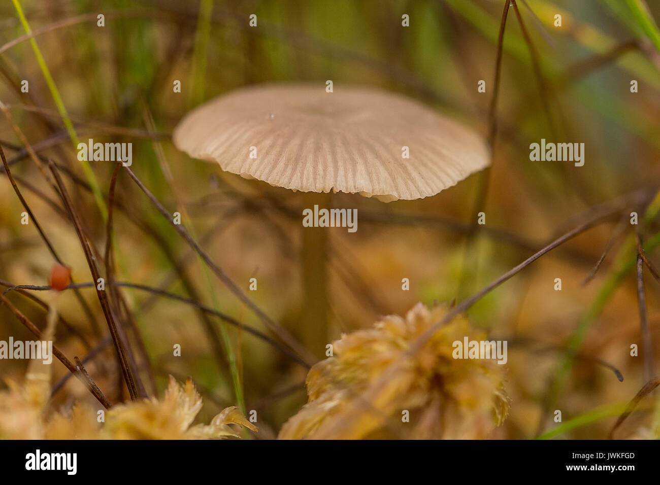 Un gros plan magnifique d'un marais, les plantes à feuillage. Macro photo dans un marécage d'été. Banque D'Images