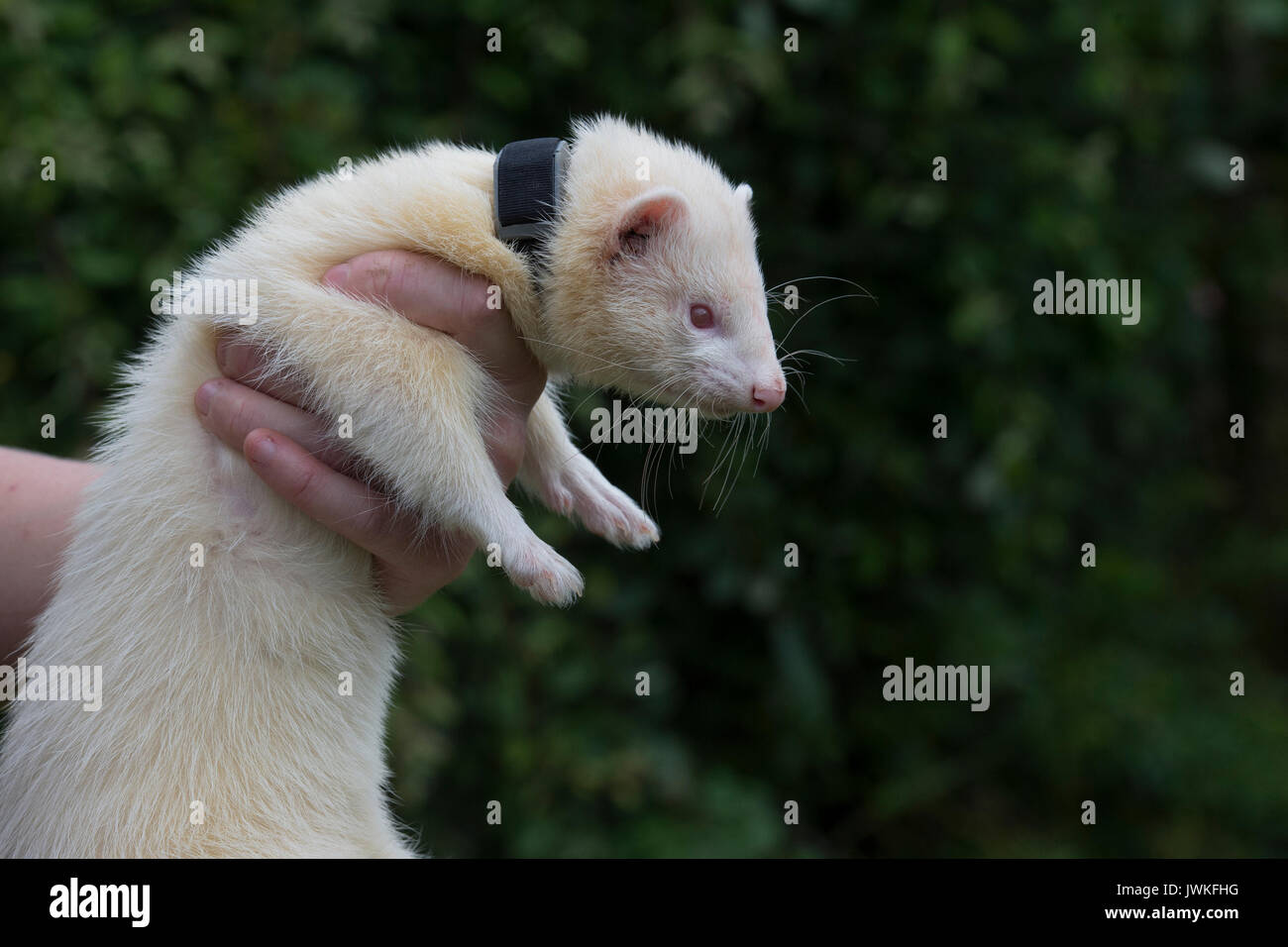 Travailler dans le col Ferret Banque D'Images