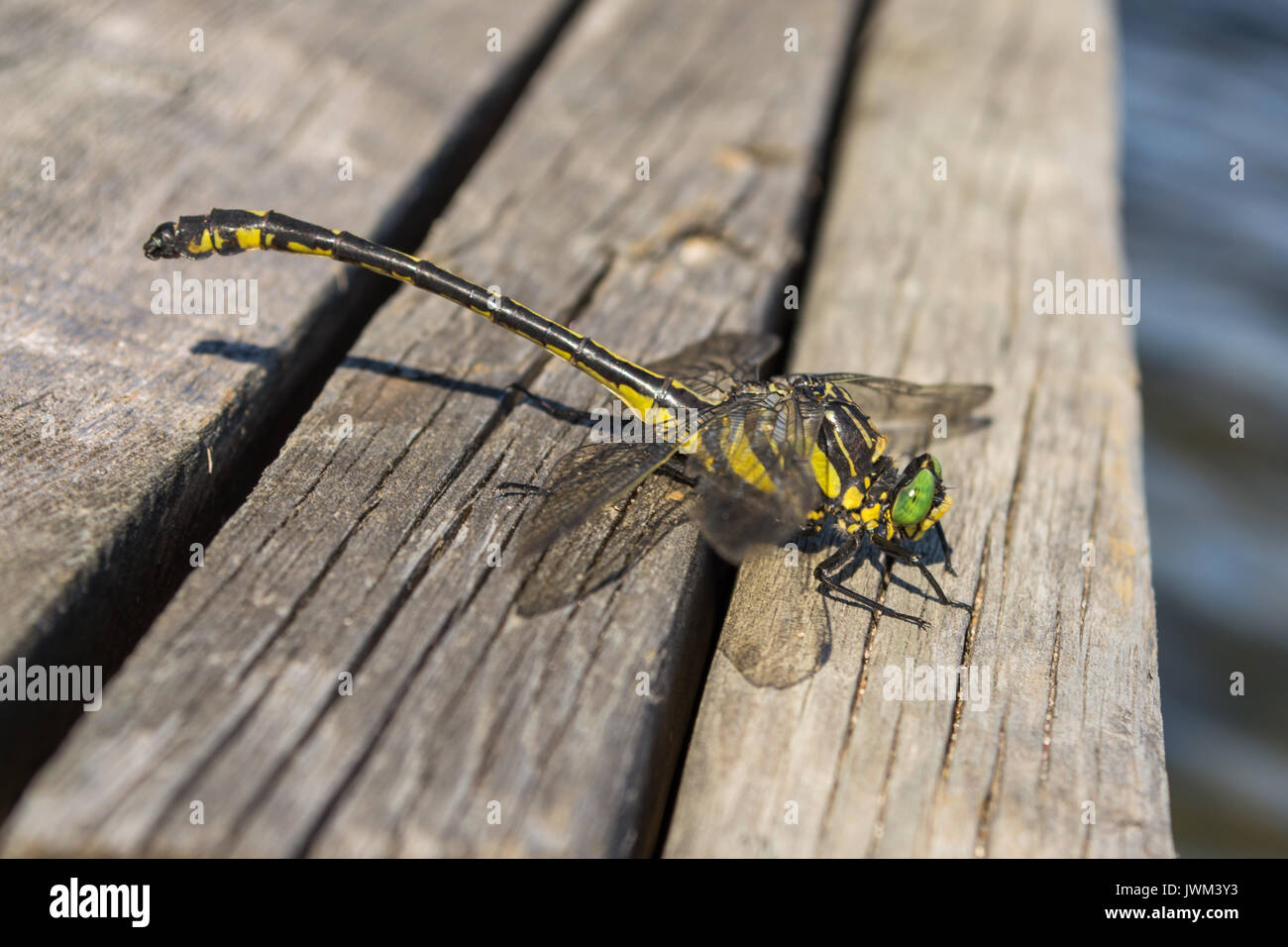 Grande cordulegaster boltonii libellule : ou golden-ringed dragonfly Banque D'Images