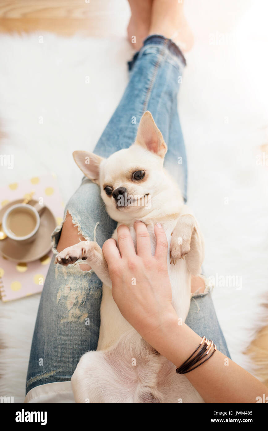 Une jeune femme portant des jeans en détresse assis sur plancher bois sur un tapis de fourrure blanche à la maison et caressant un chien mignon Chihuahua. E féminin lumineux d'or Banque D'Images