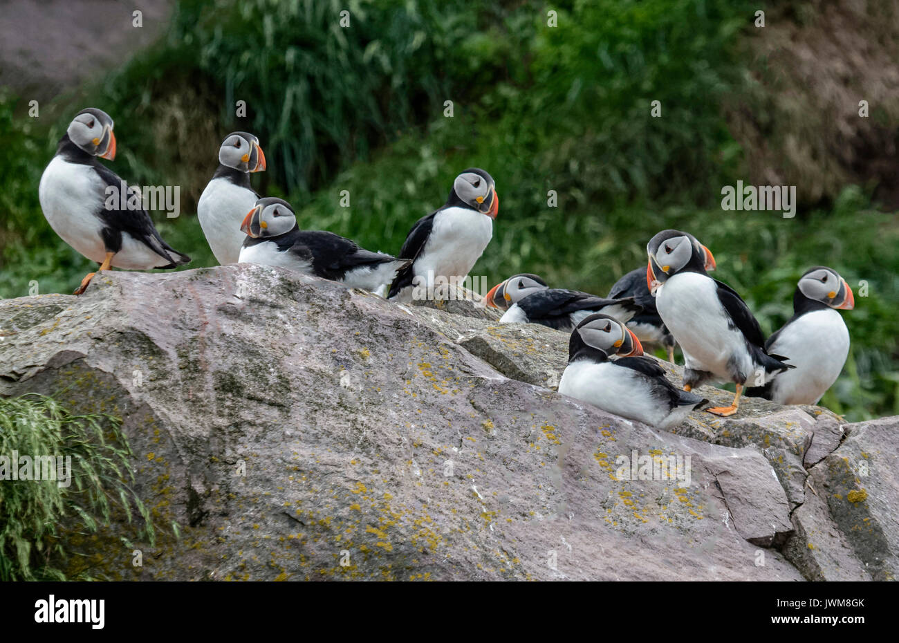 Terre-neuve est l'un des principaux lieux de reproduction des macareux moine. Ils sont courts, comique d'oiseaux qui vivent dans les tunnels le long des falaises. Banque D'Images
