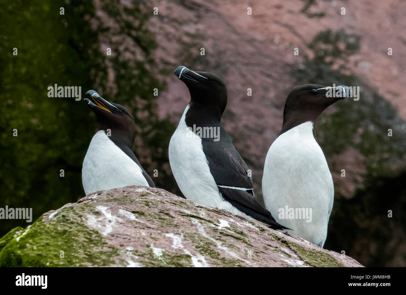 Petit pingouin oiseaux viennent à terre que pour se reproduire. Ils choisissent un partenaire pour la vie et les femelles pondent un seul œuf par an. Banque D'Images