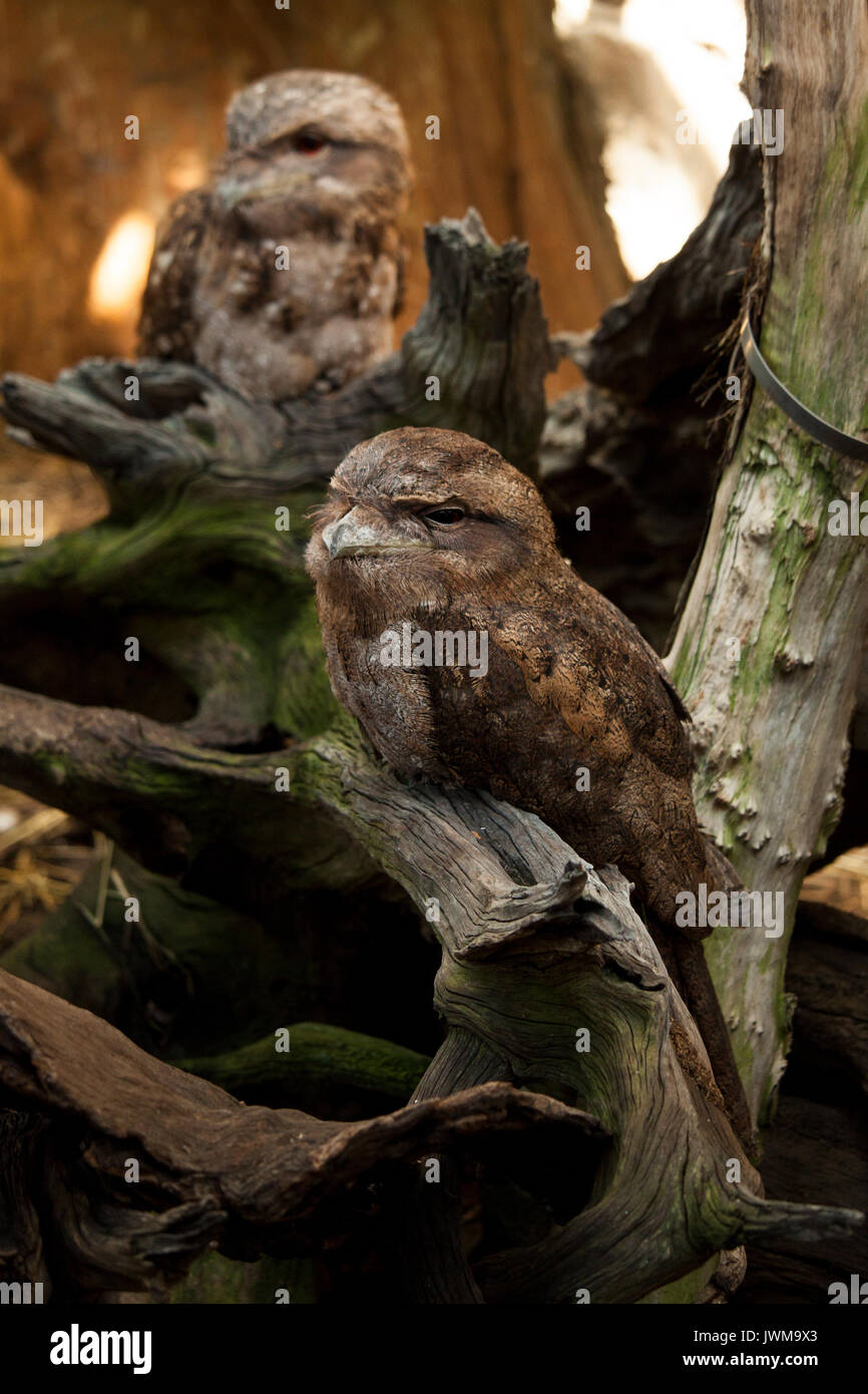 Une image de deux unamused Frogmouths papoue. Banque D'Images