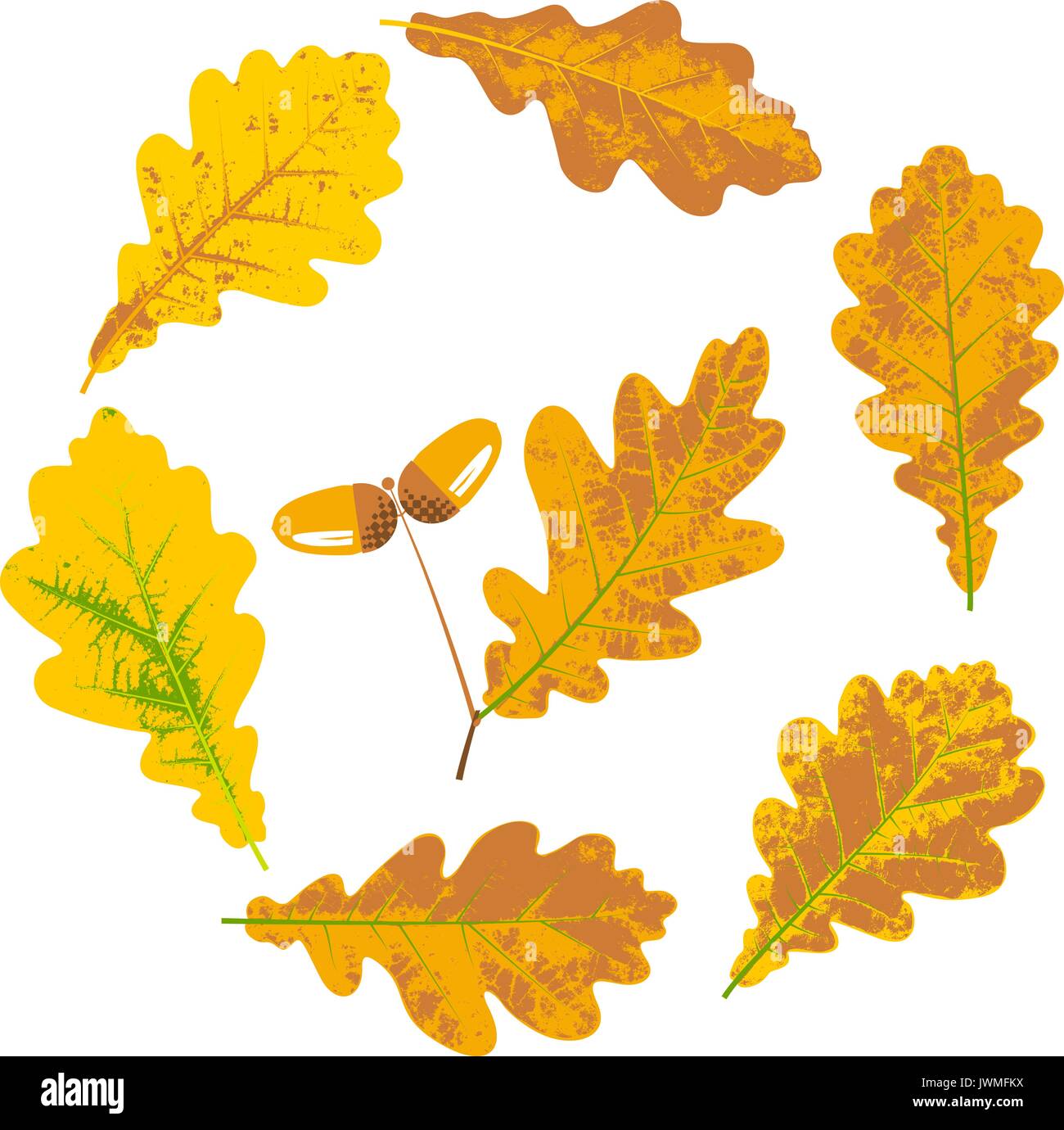 Feuilles d'automne jaune Chêne et glands set vector illustration Illustration de Vecteur