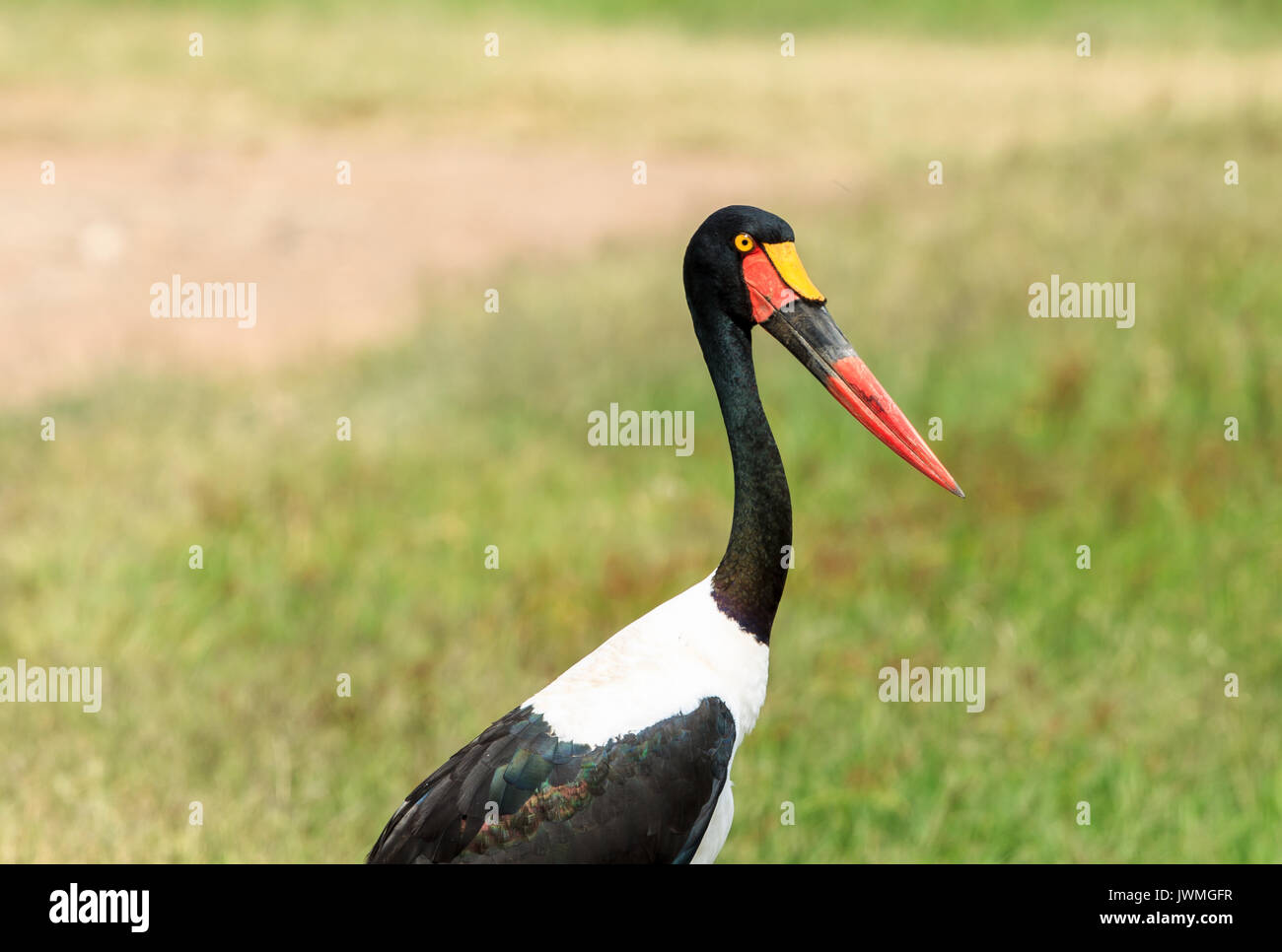 Saddle-billed stork Banque D'Images