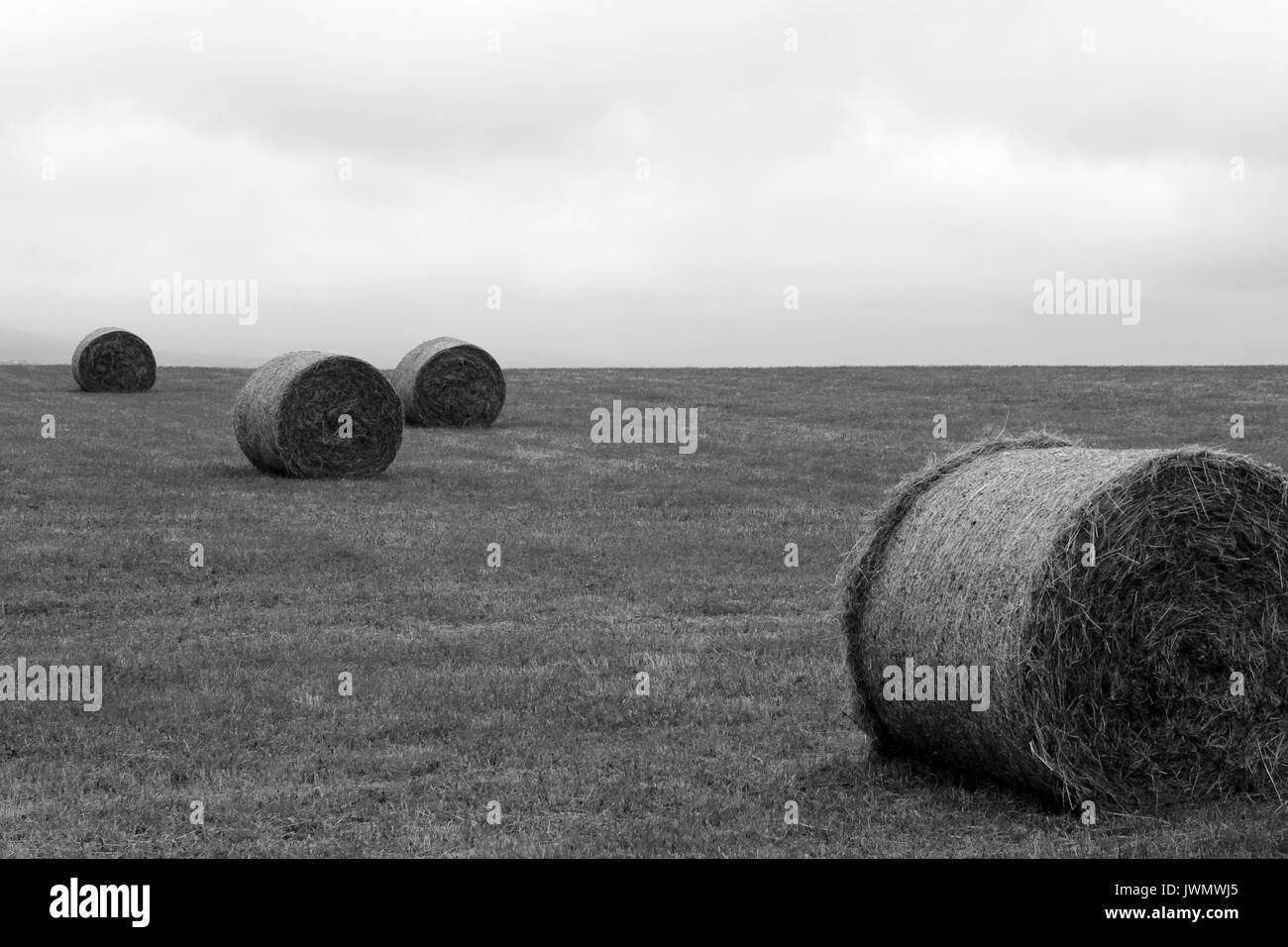 Bottes de foin l'Orkney Ecosse Banque D'Images