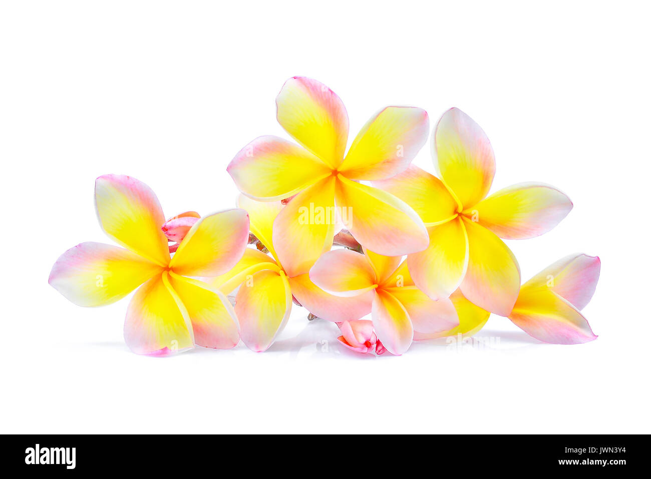 Plumeria ou frangipanier (fleurs tropicales) isolé sur fond blanc Banque D'Images