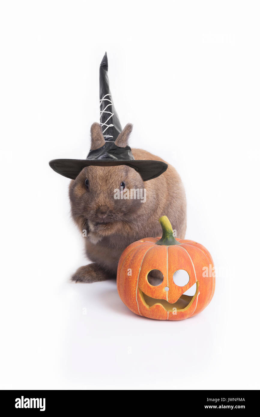Petit lapin vêtu de noir chapeau de sorcière et citrouille Halloween diable  dans la nuit sur fond blanc Photo Stock - Alamy