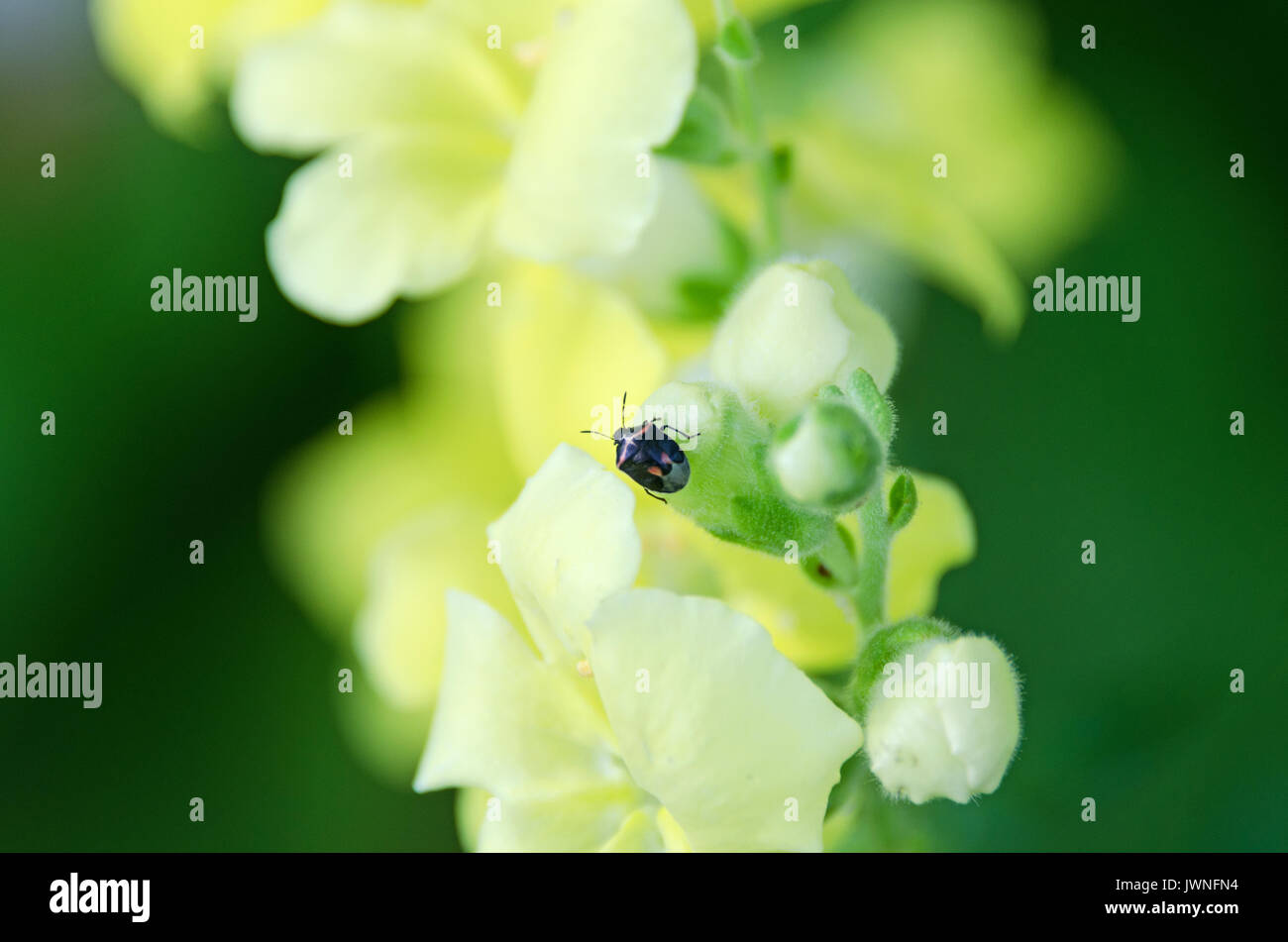 Twice-Stabbed Cosmopepla lintneriana (Stink Bug) sur une fleur jaune snapdragon. Banque D'Images