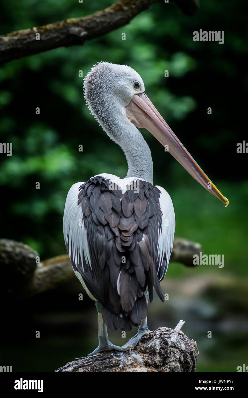 Australian pelican assis près de river (Pelecanus conspicillatus) Banque D'Images