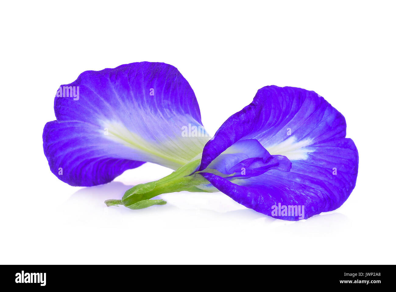 Pois Pois bleu,papillon,Clitoria ternatea ou aparajita flower isolated on white background Banque D'Images