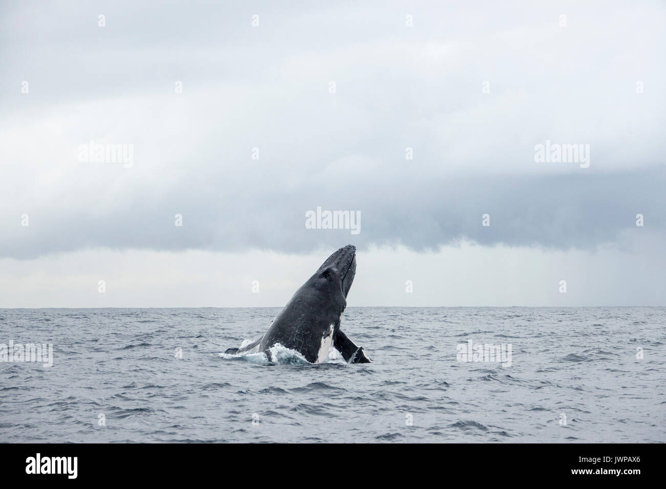 Violer baleine à bosse sur route de migration d'hiver au large de Sydney Heads Australie Banque D'Images