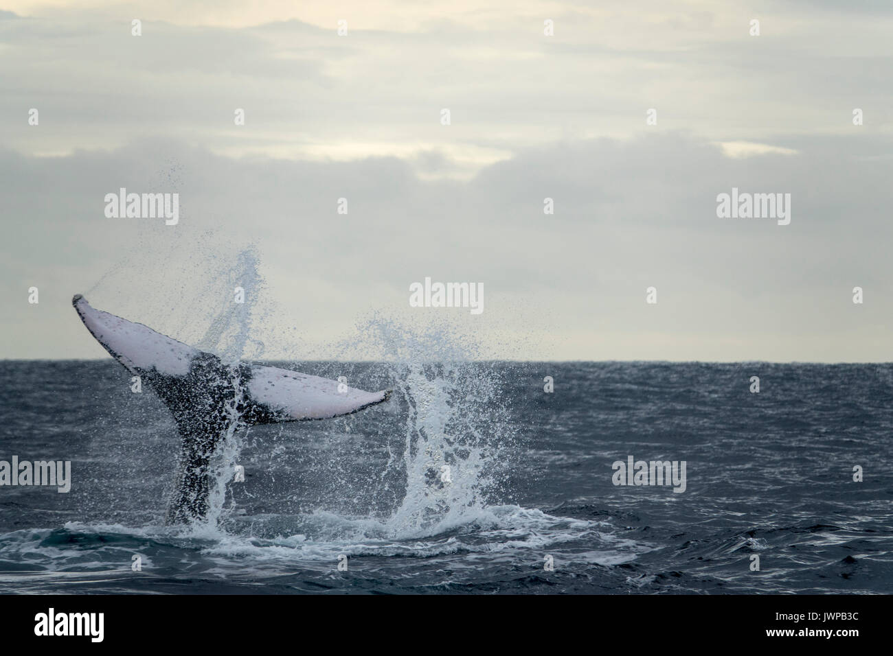 Tail slapping baleine à bosse sur route de migration d'hiver au large de Sydney Heads Australie Banque D'Images