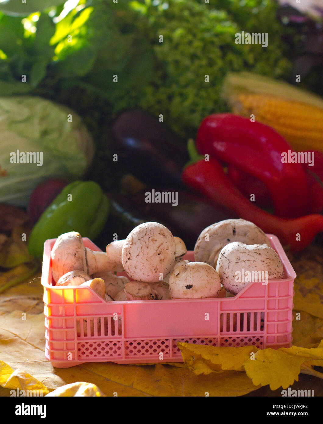 Champignons dans un panier sur un fond de légumes Banque D'Images