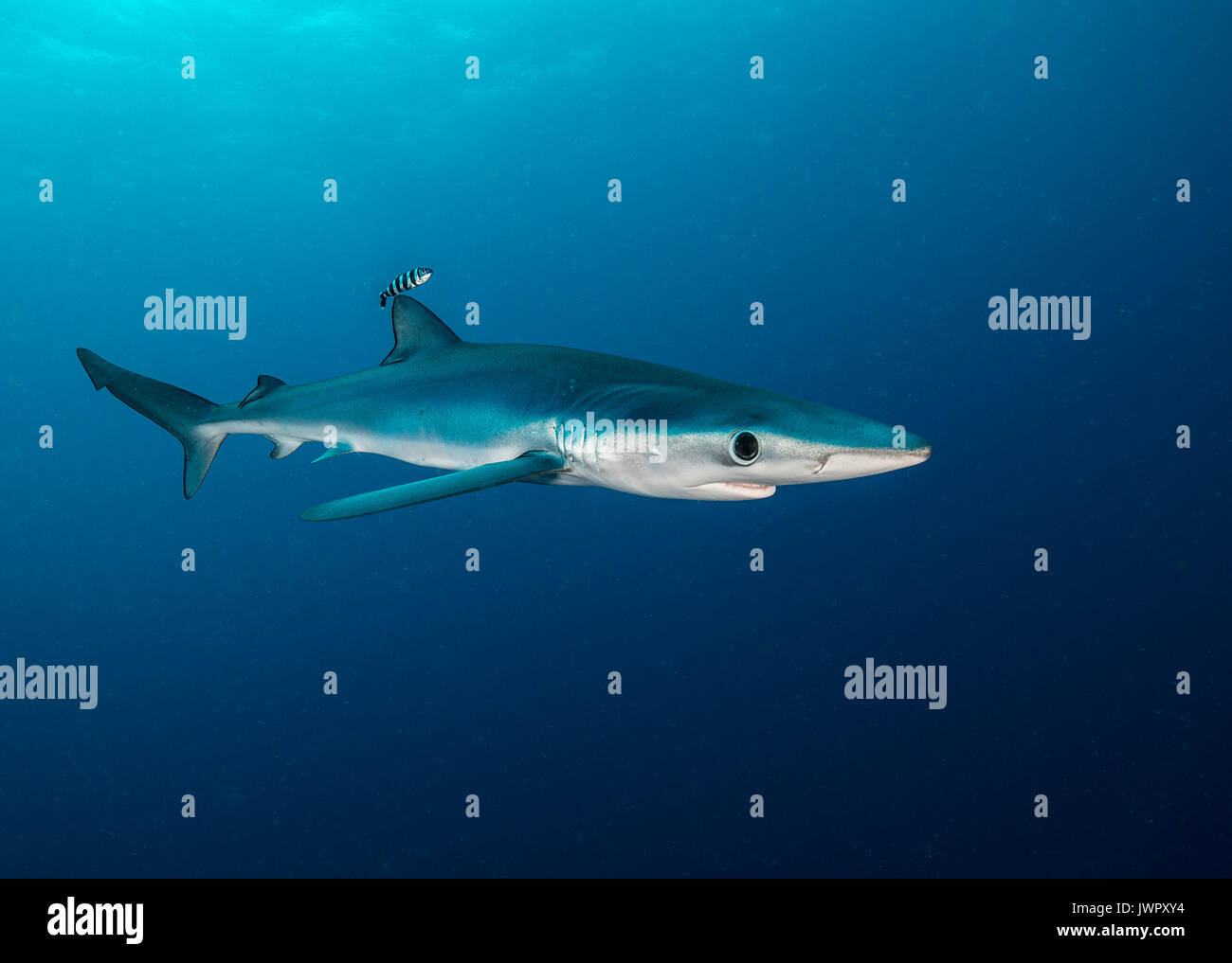 Vue sous-marine d'un requin bleu et le poisson-pilote, l'image a été prise à environ 50 kilomètres au large des côtes de l'ouest passé le cap, Afrique du Sud. Banque D'Images