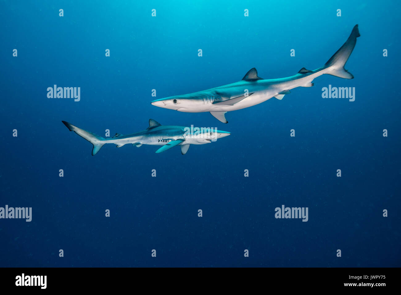 Deux requins bleus, vue sous-marine, prises à environ 50 kilomètres au large de l'extérieur au-delà du Western Cape, Afrique du Sud. Banque D'Images