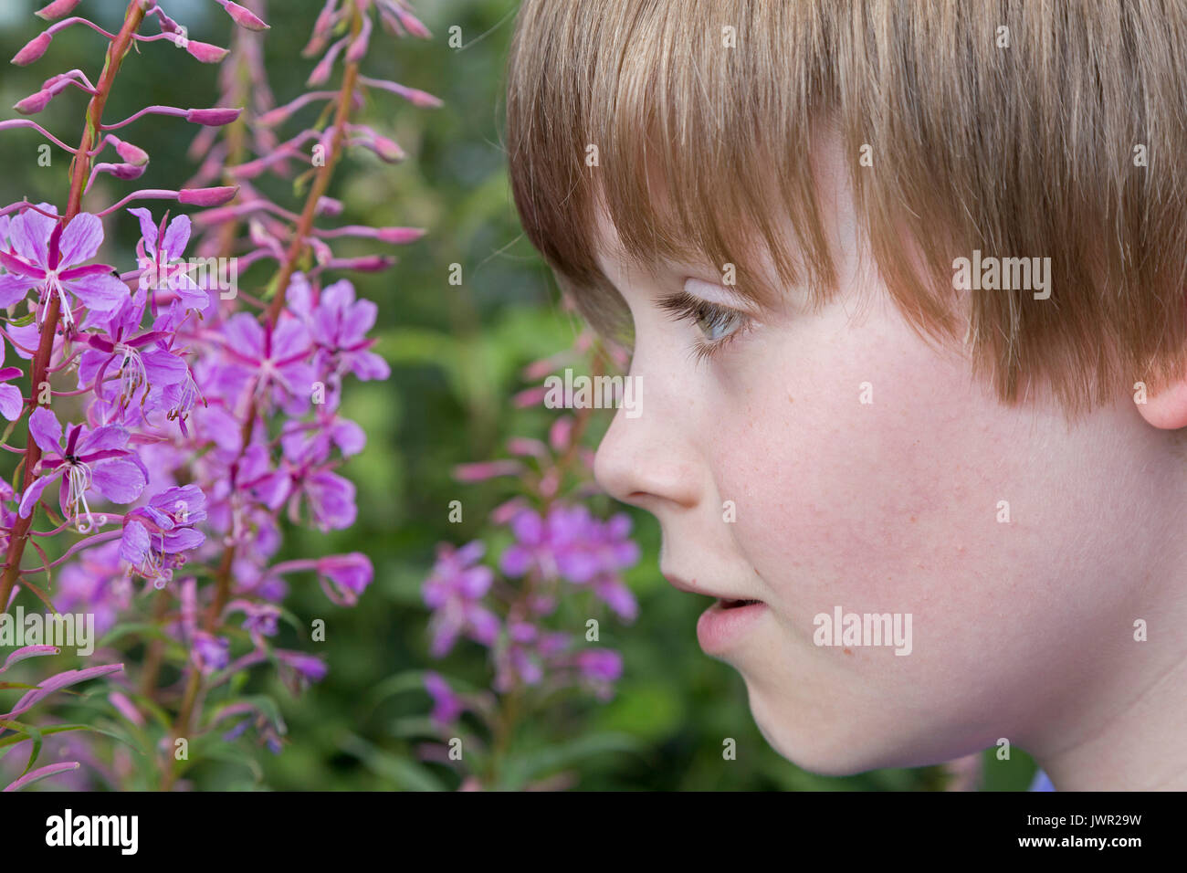 Boy looking at rosebay willowherb Banque D'Images