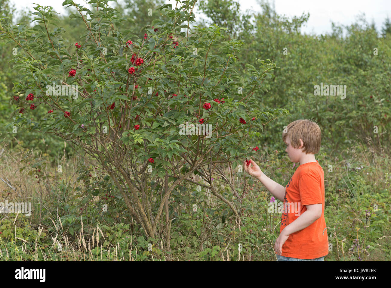 Boy picking berries de rowan berry tree Banque D'Images