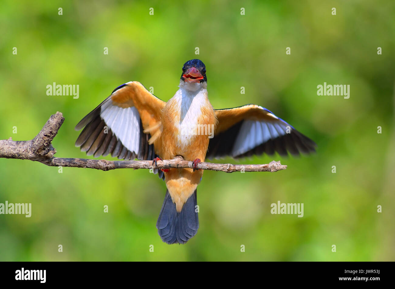 Oiseau Mésange à Kingfisher Halcyon Pileata Ailes Bleu