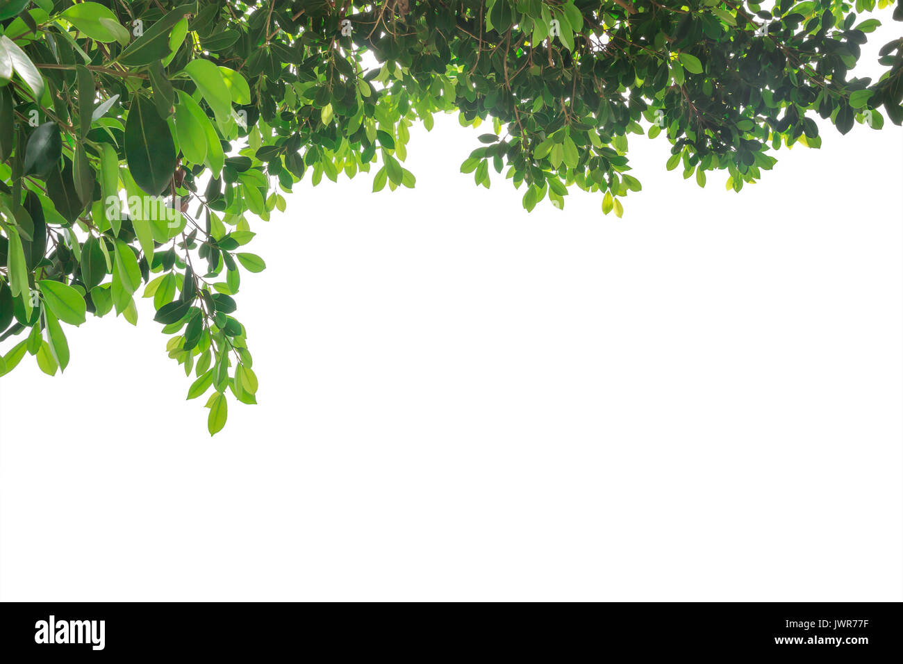 Branche de feuille verte isolée sur fond blanc avec copie espace pour concept, fond de printemps été Banque D'Images