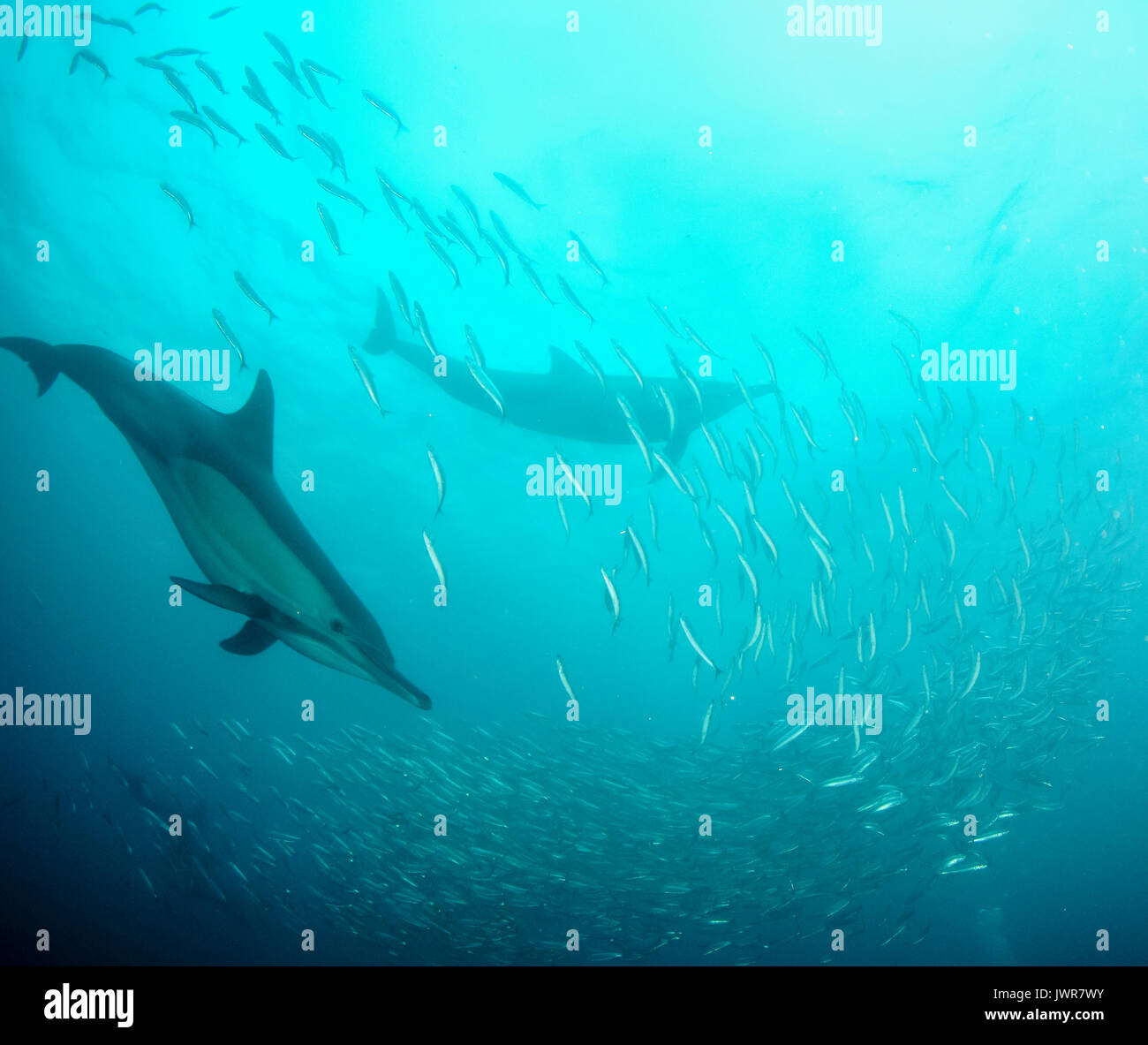 Pod de dauphins communs se nourrissent de sardines au cours de la sardine run annuel sur la côte est de l'Afrique du Sud. Banque D'Images