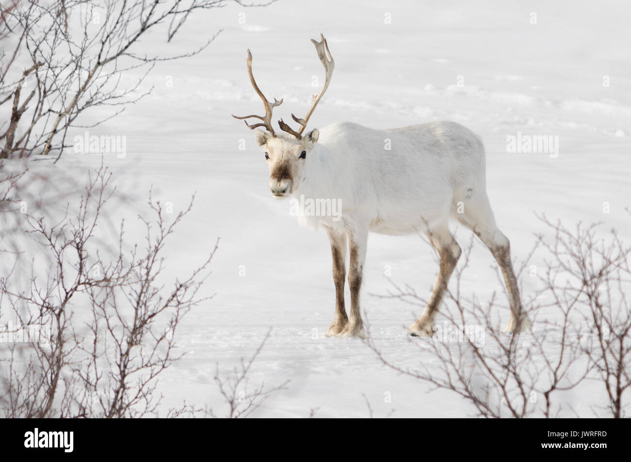 Renne Blanc dans la neige et regarder permanent Banque D'Images