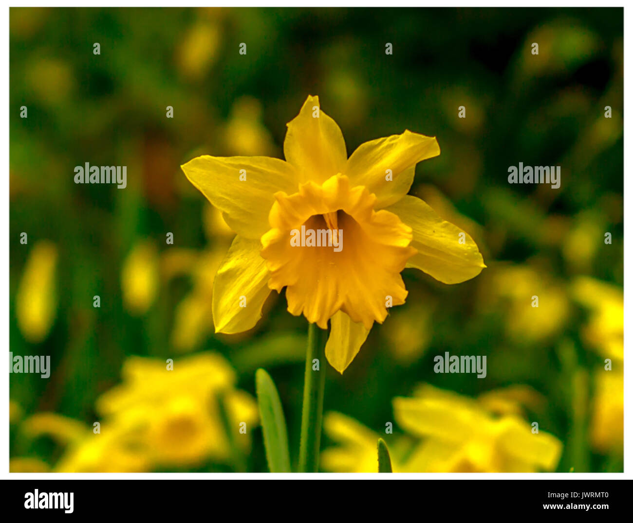 Jaune jonquille au printemps Banque D'Images