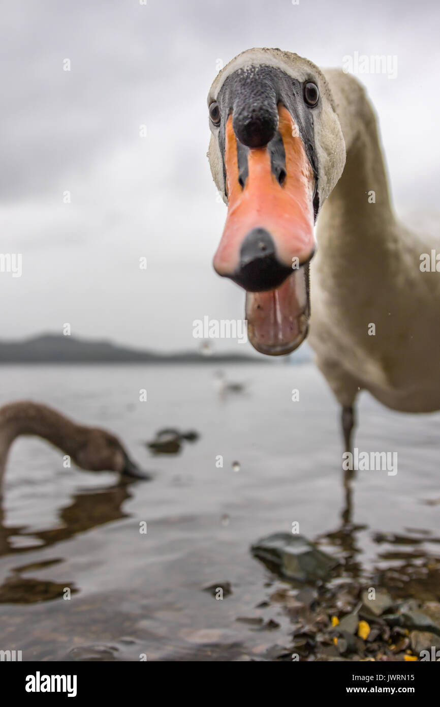 '70623' Swan sur Derwent Water Banque D'Images