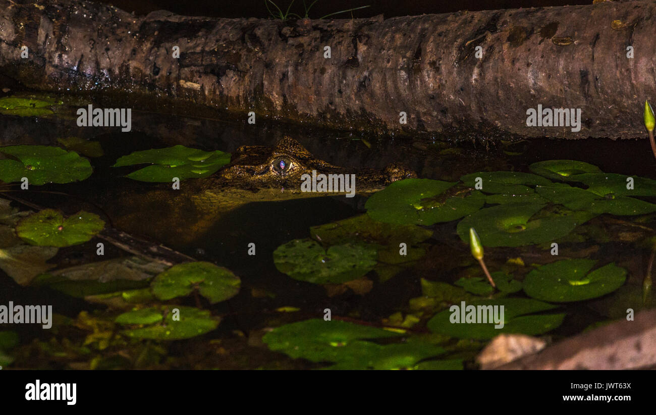 Bebe Ours A Lunettes Caiman Caiman Crocodilus Couche Dans L Eau De Nuit Laguna Del Lagarto Boca Tapada San Carlos Costa Rica Photo Stock Alamy