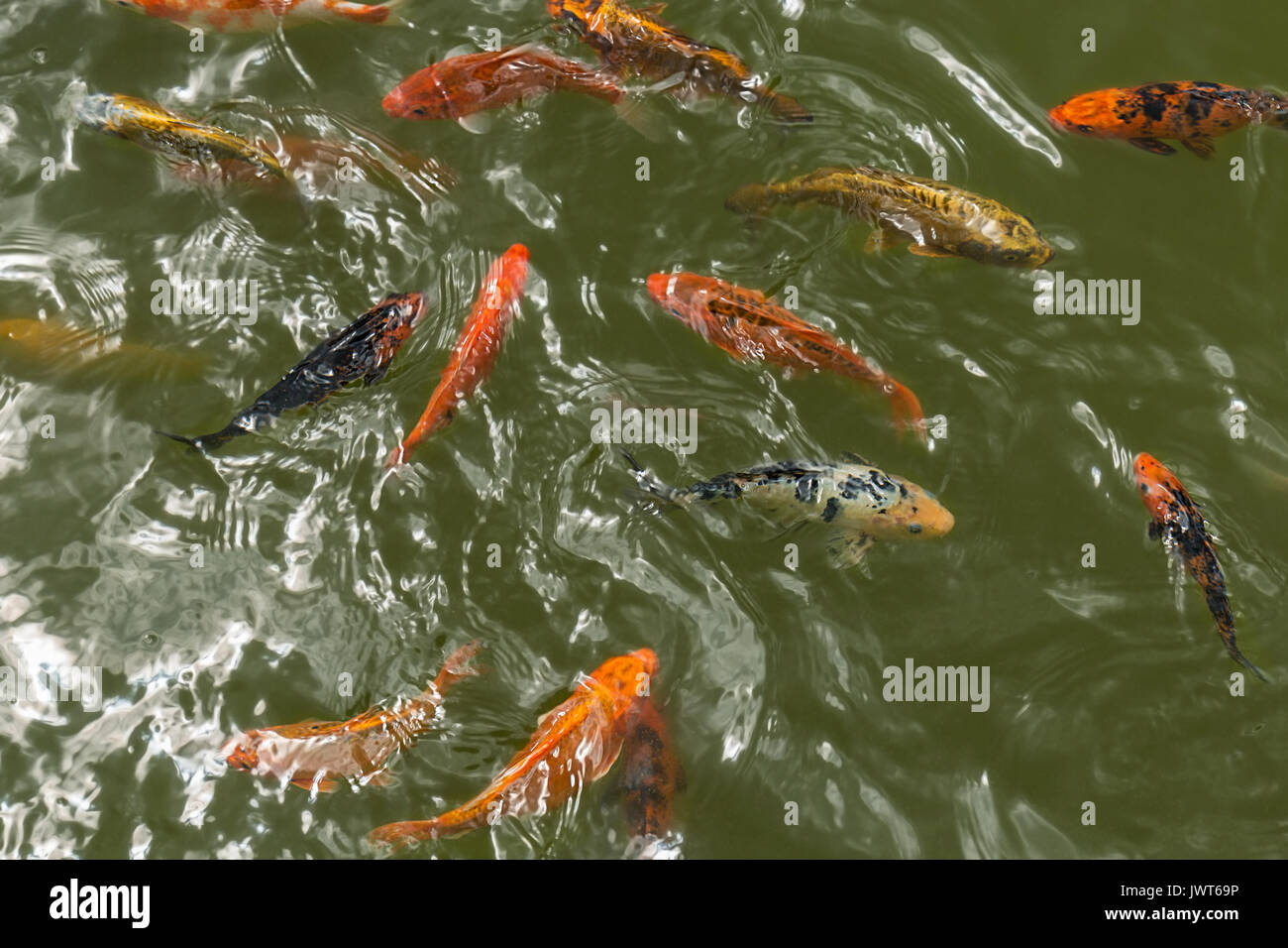 Un groupe de belles carpes koï poissons nagent dans l'étang clair naturel Banque D'Images