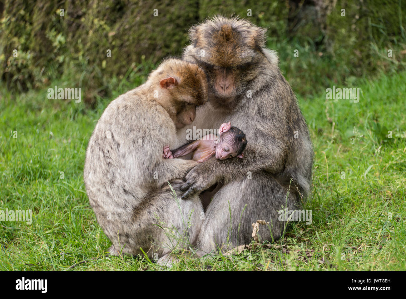 Monkey family portrait. Banque D'Images Monkey family portrait. Banque D'Images