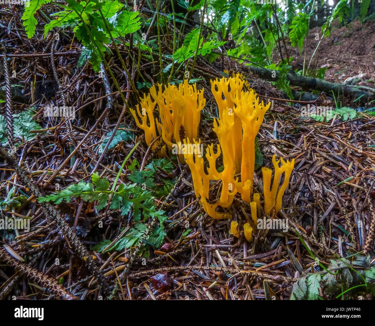 Calocera Viscosa ou corail champignon Banque D'Images
