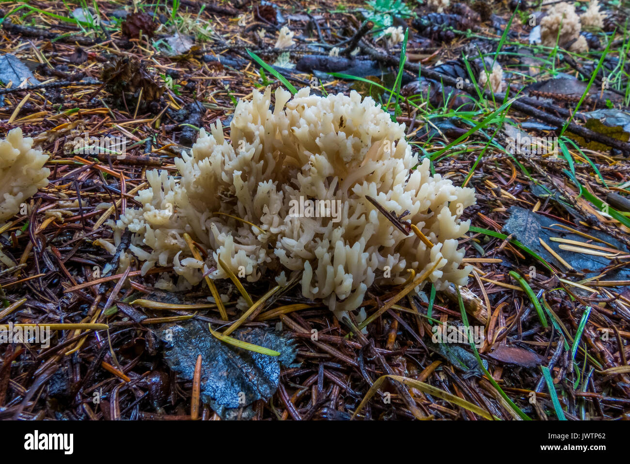 Champignon de corail blanc touffe dans les aiguilles. Banque D'Images