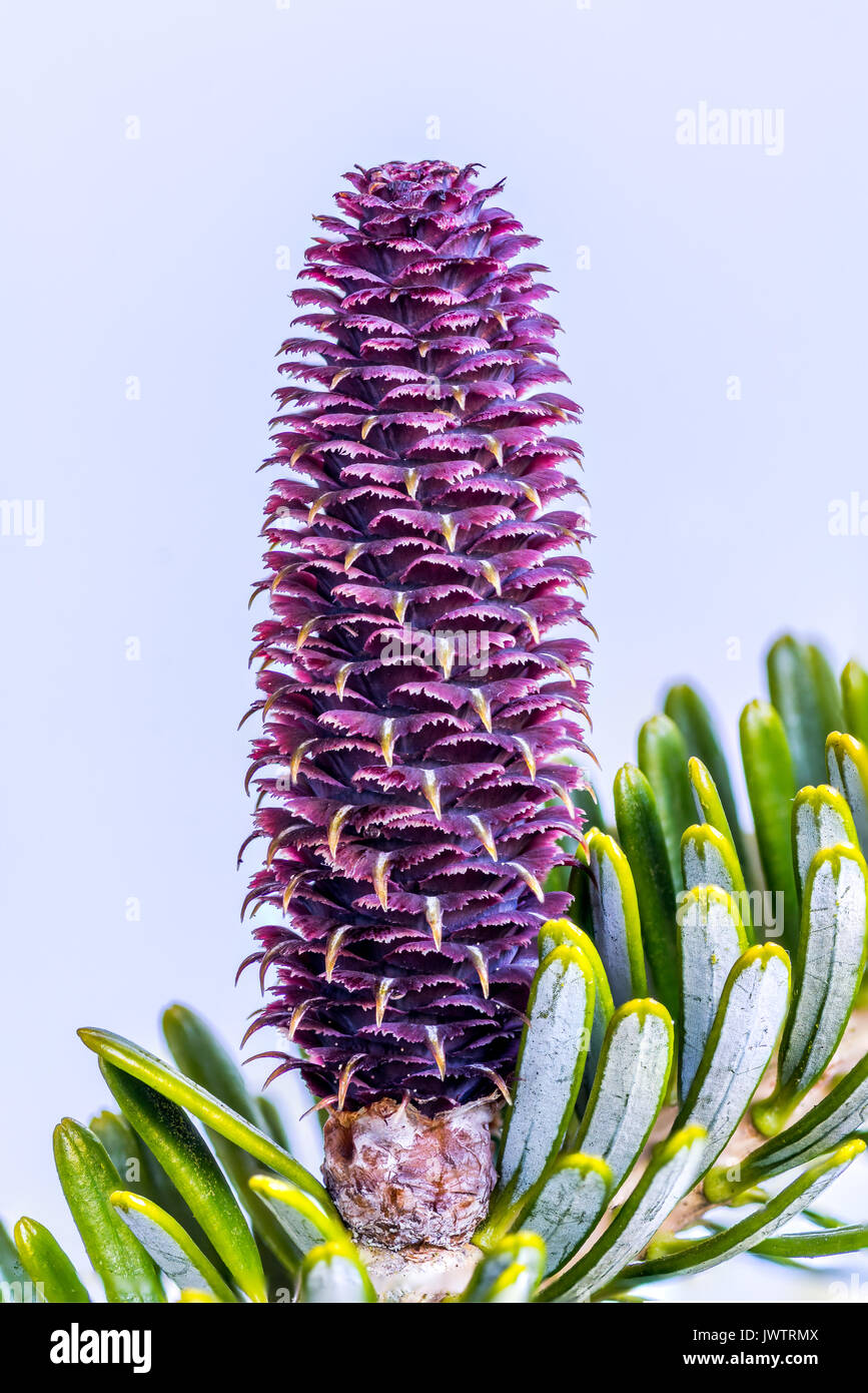 Sapin de Corée Banque D'Images