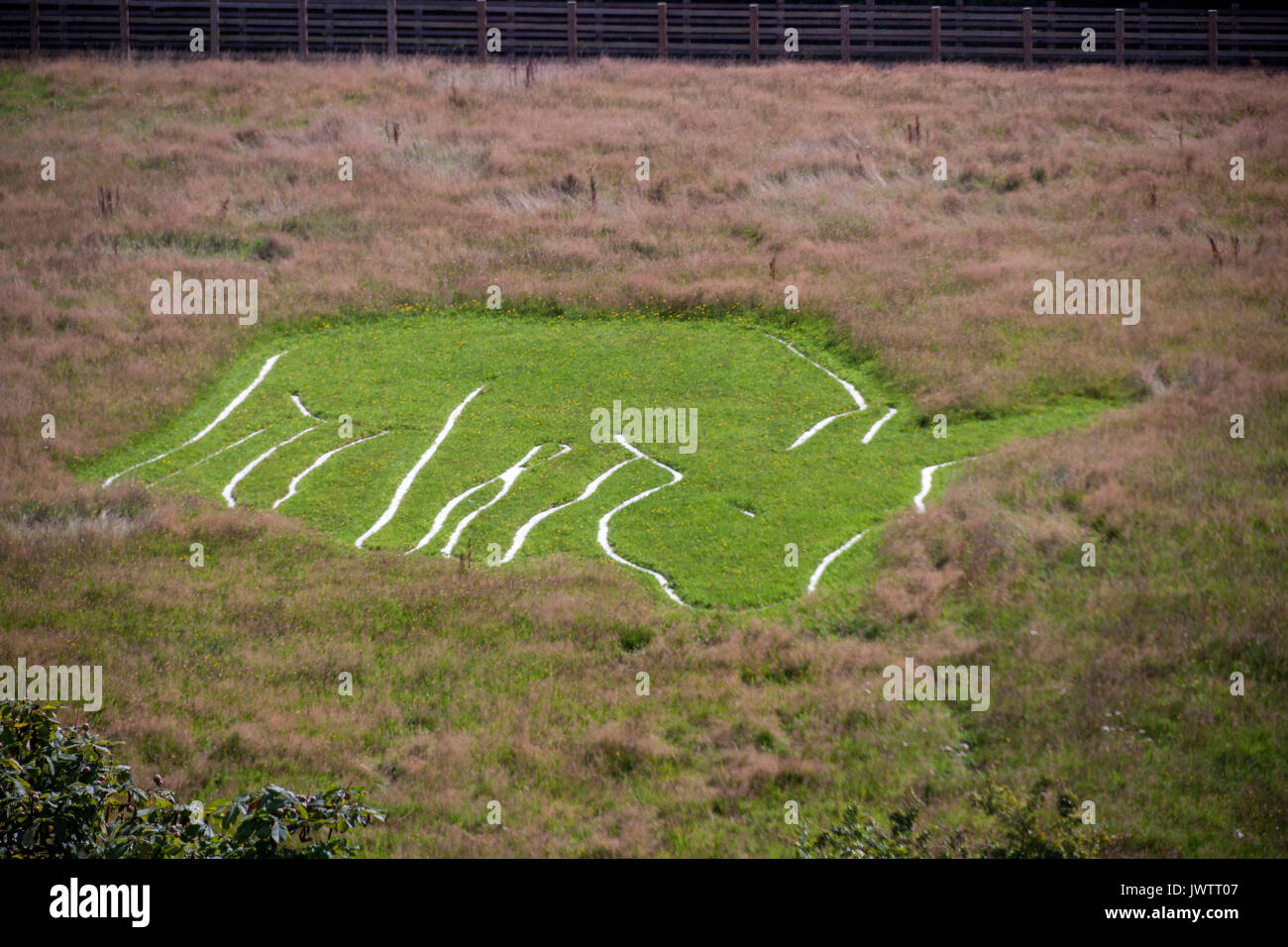 Âne balisé dans l'herbe pour ressembler à l'Uffington White Horse au sanctuaire des ânes de Sidmouth Banque D'Images