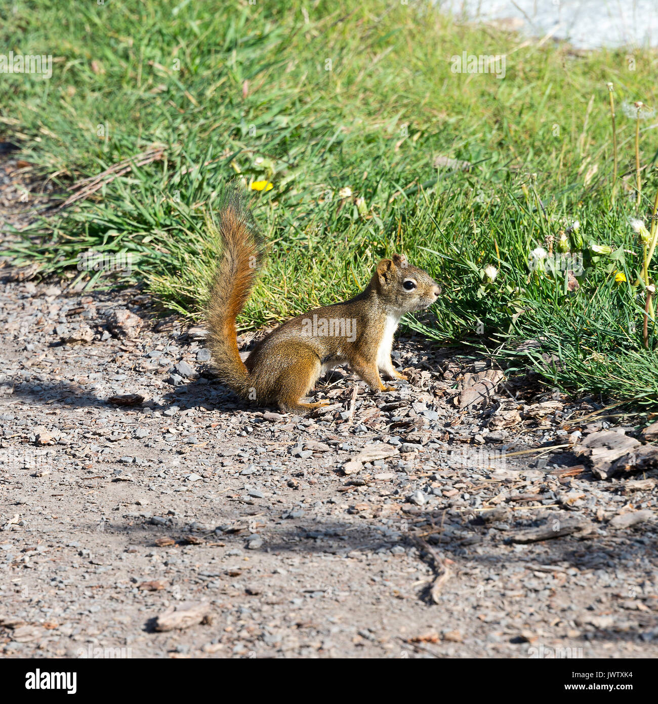 Une alerte Écureuil roux sur un sentier de gravier à Canmore Banff National Park Alberta Canada Banque D'Images