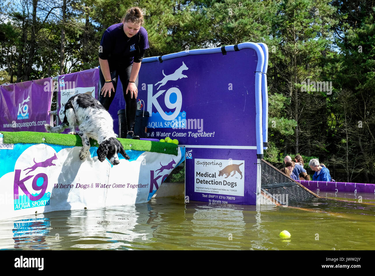 Ayr Culzean, Ecosse, Royaume-Uni. 13 août, 2017. Par une chaude journée d'été, les chiens ont à prendre part à des sports aquatiques et la plongée des concours afin de refroidir. La récupération des balles, des anneaux en plastique et les os en plastique faisait partie de l'amusement, bien que pas tous les chiens semblait désireux d'abord sur le saut dans l'eau froide : Crédit Findlay/Alamy Live News Banque D'Images