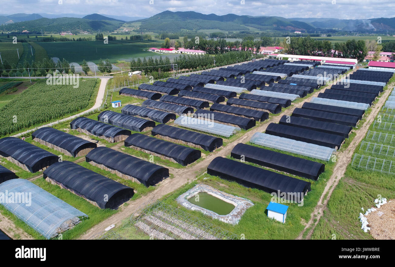 Mudanjiang. 14Th Aug 2017. Photo aérienne prise le 14 août 2017 montre champignon comestible hericium erinaceus (hydnum hérisson) dans les serres de la ville de Hailin Hailin City, au nord-est de la province de la Chine. La ville, célèbre pour sa production, hericium erinaceus est de voir un développement rapide du champignon comestible dans l'industrie ces dernières années comme les producteurs locaux sont pris en charge par des politiques publiques et des expériences axées sur le marché. Credit : Zhang Chunxiang/Xinhua/Alamy Live News Banque D'Images