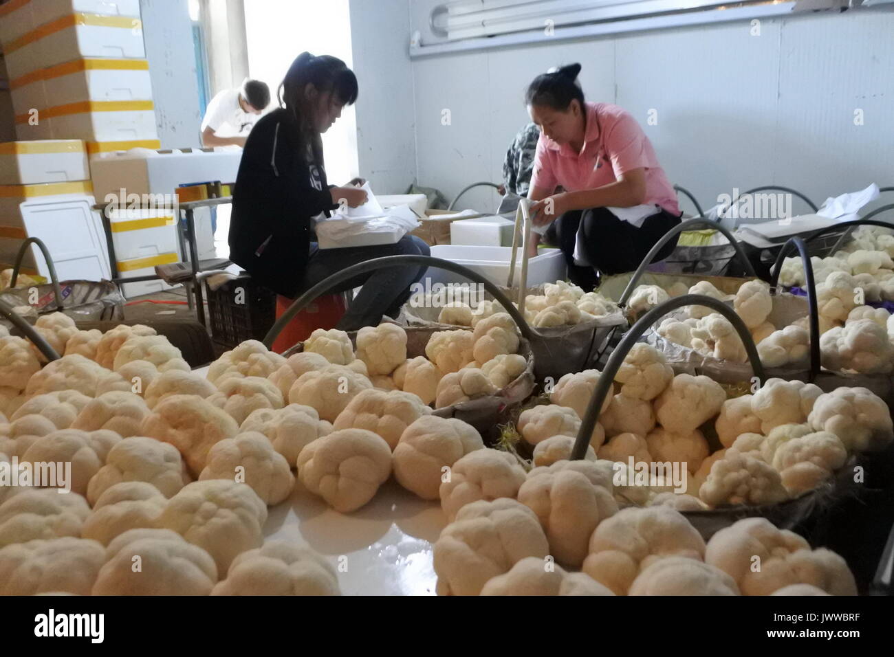 Mudanjiang, Chine, province de Heilongjiang. 14Th Aug 2017. Pack travailleurs champignon comestible hérisson hericium erinaceus (hydnum) dans une coopérative dans la ville de Hailin Hailin City, au nord-est de la province de la Chine, 14 août 2017. La ville, célèbre pour sa production, hericium erinaceus est de voir un développement rapide du champignon comestible dans l'industrie ces dernières années comme les producteurs locaux sont pris en charge par des politiques publiques et des expériences axées sur le marché. Credit : Zhang Chunxiang/Xinhua/Alamy Live News Banque D'Images