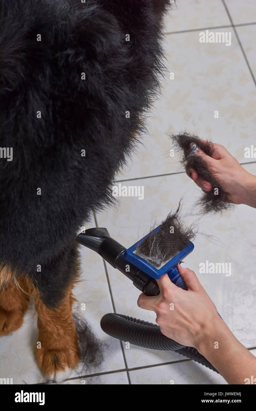 Chien, les mains à la brosse slicker. Cheveux de bouvier bernois Photo  Stock - Alamy