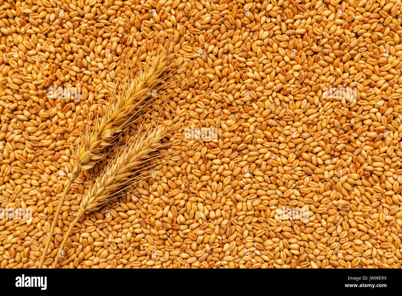 Les épis de blé et des grains après la récolte des cultures de céréales, l'agriculture et l'élevage concept Banque D'Images