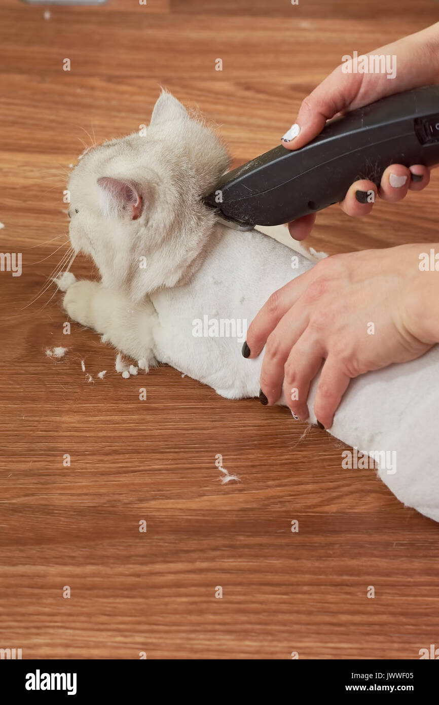 Coupe de cheveux de chat Banque de photographies et d'images à haute  résolution - Alamy