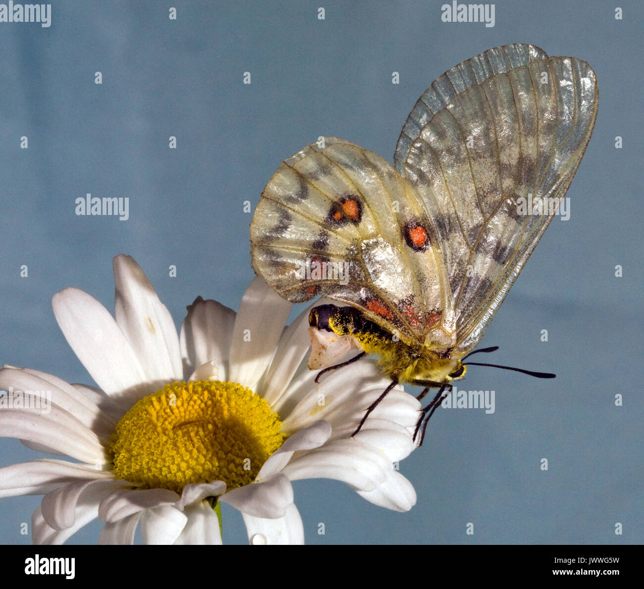 Une femelle papillon Parnassienne Clodius reposant sur une marguerite blanche. La structure blanchâtre sur son abdomen est un sphragis, une fiche mâle déposés sur son g Banque D'Images